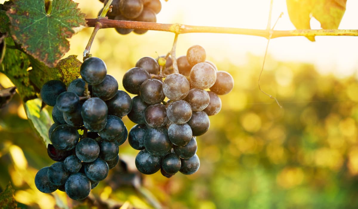 ¿Por qué invertir en La Rioja? 10 razones para apostar por la región